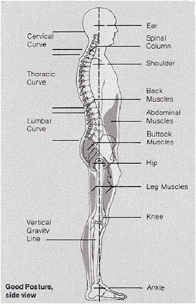 Natural spine curves help balance