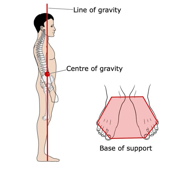 Line of gravity through the body