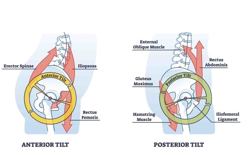 Pelvic tilt shapes the whole stack